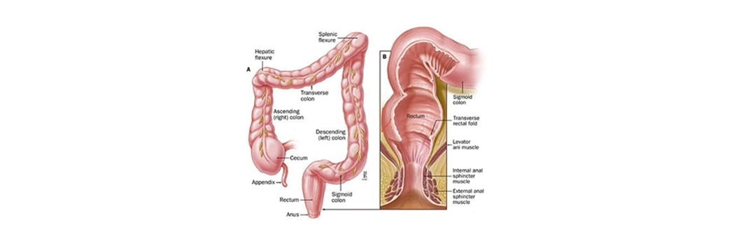 2-colorectal-dr-arindam https://gastrosurgeondubai.com/wp-content/uploads/2026/01/2-colorectal-dr-arindam.png