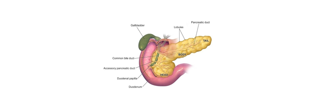 https://gastrosurgeondubai.com/wp-content/uploads/2026/01/7-Pancreas-dr-arindam.png
