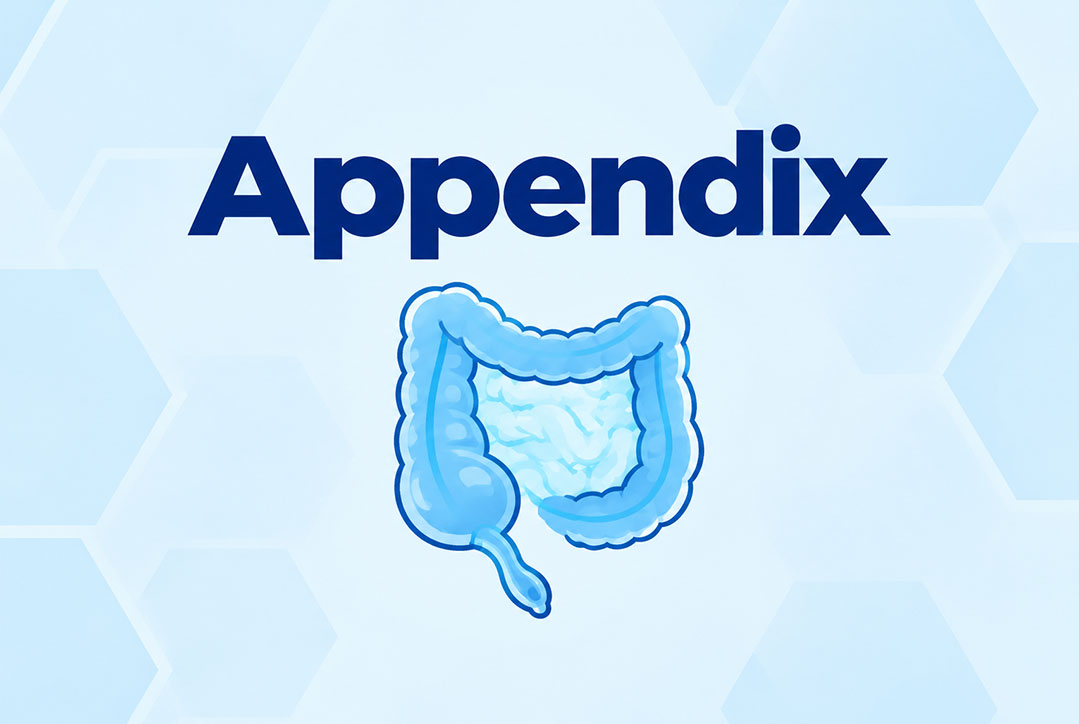 appendix-image https://gastrosurgeondubai.com/wp-content/uploads/2026/10/appendix-image.jpg