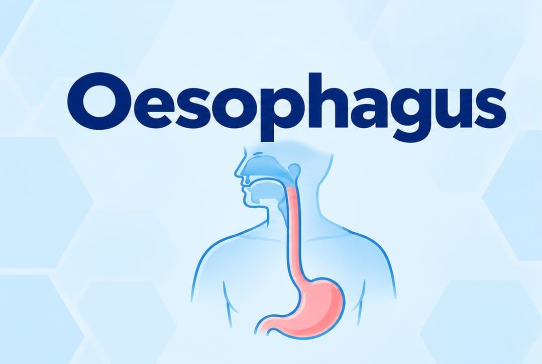 oesophagus-image https://gastrosurgeondubai.com/wp-content/uploads/2026/10/oesophagus-image.jpg