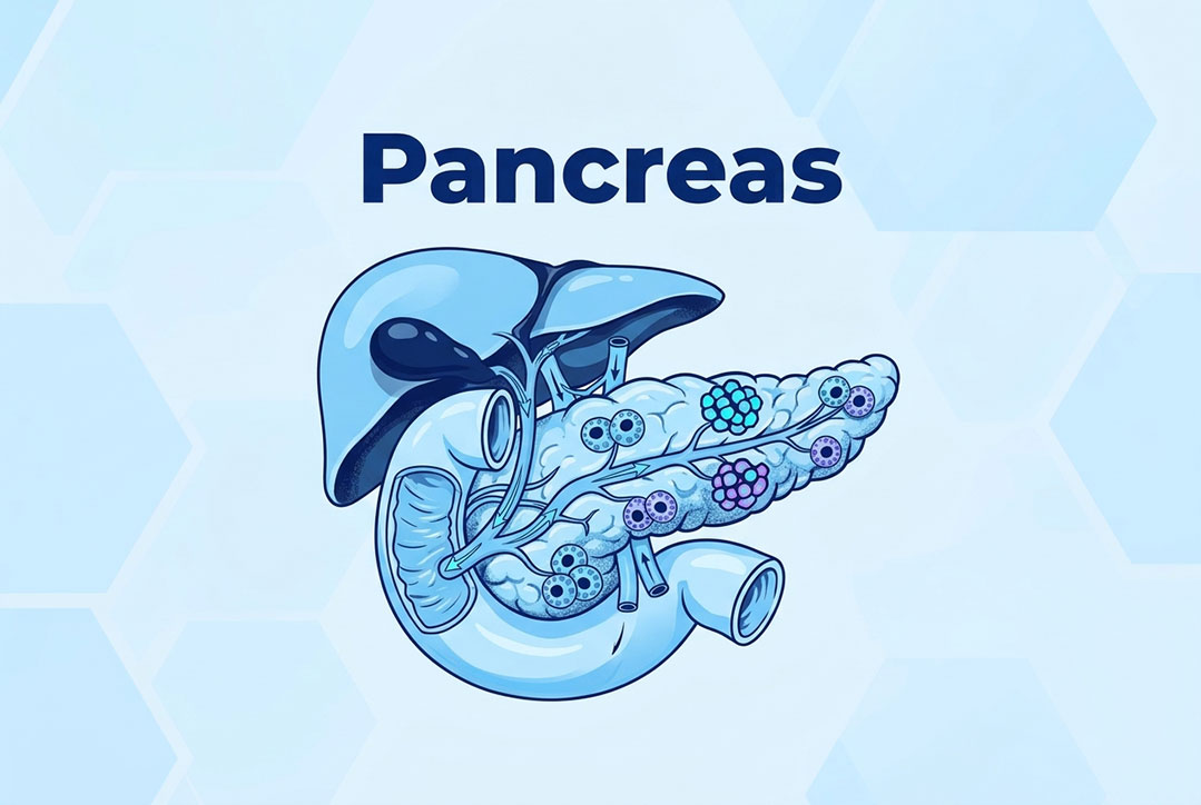 pancreas-image https://gastrosurgeondubai.com/wp-content/uploads/2026/10/pancreas-image.jpg